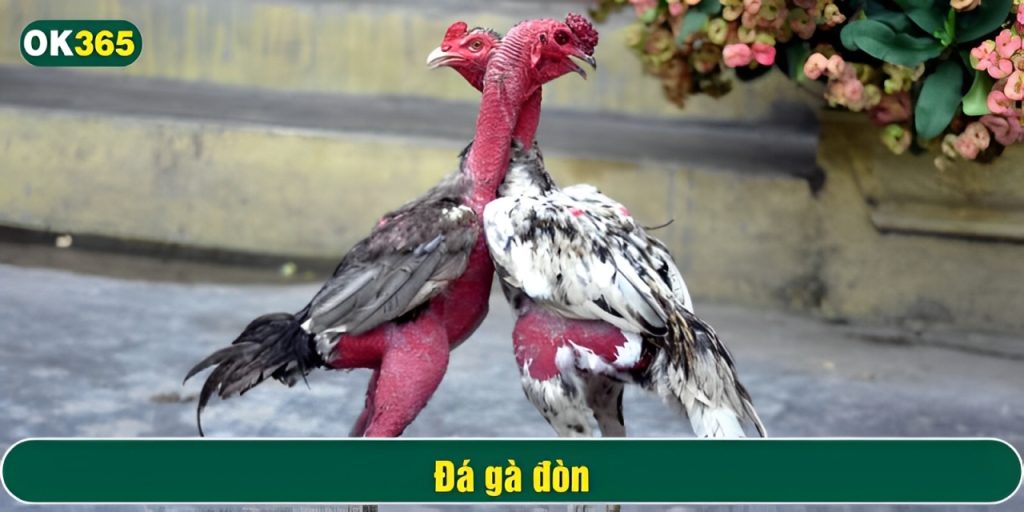 Sự đổi mới này giúp trò chơi Đá gà đòn tiếp cận nhiều khán giả hơn