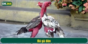 Sự đổi mới này giúp trò chơi Đá gà đòn tiếp cận nhiều khán giả hơn