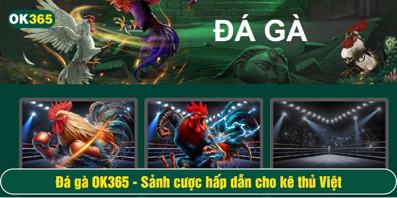 Đá gà OK365 gồm hai sảnh Ws168 và AOG