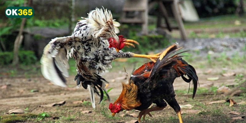Chọn gà trong độ tuổi trưởng thành có sức bền và khả năng chịu đòn