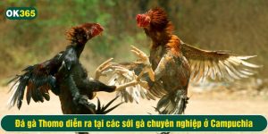 Đá gà Thomo diễn ra tại các sới gà chuyên nghiệp ở Campuchia